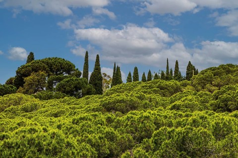 Pine trees (Pinus pinea) and cypresses (Cupressus) in front of clouds and blue sky, near