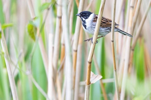 Reed bunting (Emberiza schoeniclus) ml Germany