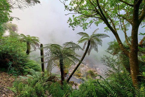 Fern-covered landscape with mist that radiates a mysterious atmosphere, Te Manaroa Spring, Hot