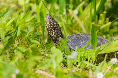 A European pond turtle (Emys orbicularis), makes its way through the green meadow next to the pond