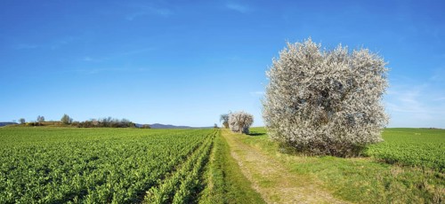 Country lane through green fields in spring, old road with cobblestones, white flowering copses,