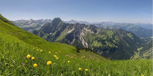 Mountain panorama with troll flowers (Trollius europaeus) from Laufbacher-Eckweg to Höfats, 2259m,