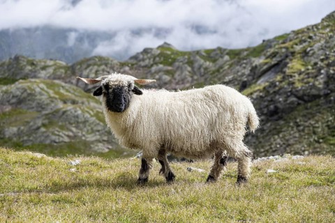 Valais Blacknose sheep (Ovis gmelini aries), high alpine mountain valley, Obere Senner Egete,