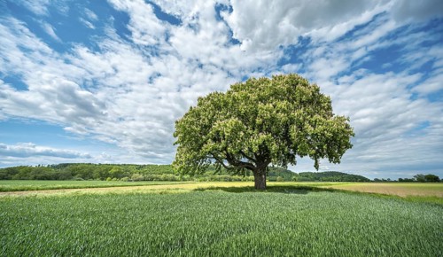 Large flowering solitary horse chestnut tree surrounded by green fields under a blue sky with white