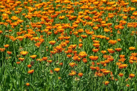 Mary's gold, common marigold, pot marigold, Scotch marigold, ruddles (Calendula officinalis,