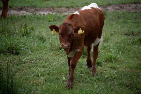 A brown calf stands on a green meadow and looks directly at the camera, Zgornje Jezersko,
