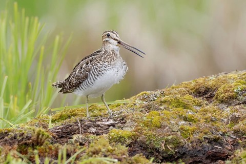 Wilson's Snipe (Gallinago delicata) calling, British Columbia, Canada