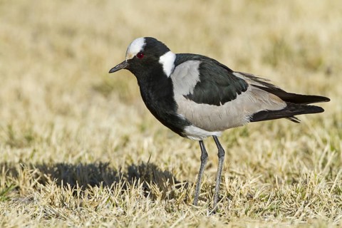 Blacksmith Lapwing (Vanellus armatus), Hardap, Namibia