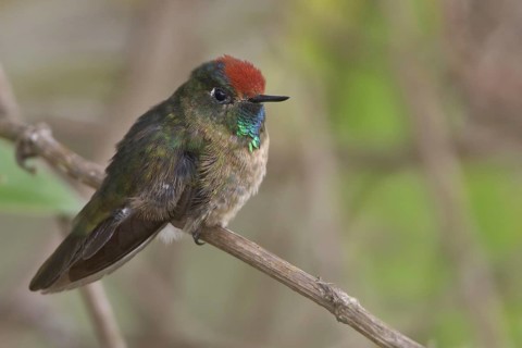 Rufous-capped Thornbill (Chalcostigma ruficeps), Wayqecha Reserve, Peru