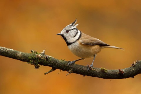 European Crested Tit (Lophophanes cristatus), Utrecht, Netherlands