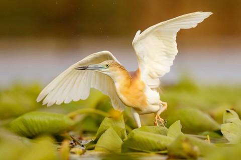Squacco Heron (Ardeola ralloides), Extremadura, Spain
