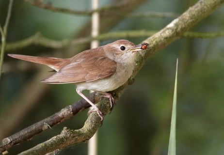 Common Nightingale (Luscinia megarhynchos), Mecklenburg-Western Pomerania, Germany