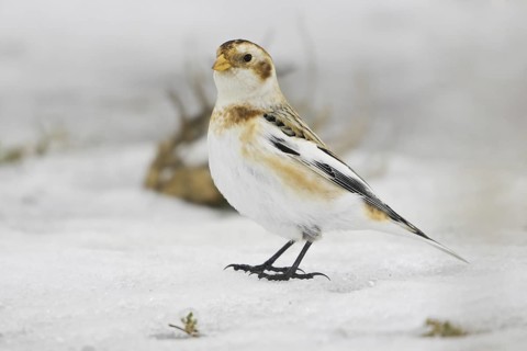 Snow Bunting (Plectrophenax nivalis), Ontario, Canada