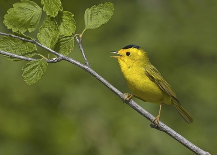 Wilson's Warbler (Cardellina pusilla), British Columbia, Canada