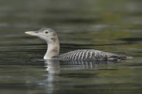 Yellow-billed Loon (Gavia adamsii), British Columbia, Canada