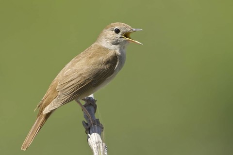 Common Nightingale (Luscinia megarhynchos) singing, Lesvos, Greece