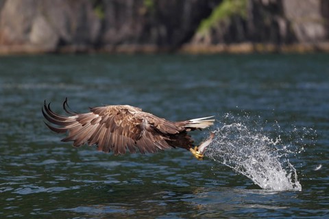 Seeadler; lat. Haliaeetus albicilla; fliegt mit weit nach vorn geschlagenen Flügeln gerade mit