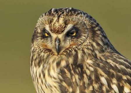 Short-eared Owl (Asio flammeus), British Columbia, Canada