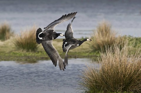 Barnacle Goose (Branta leucopsis), Schleswig-Holstein, Germany