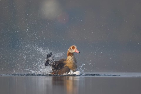 Egyptian Goose (Alopochen aegyptiaca) bathing, North Rhine-Westphalia, Germany