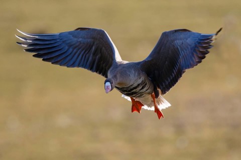 Greater White-fronted Goose (Anser albifrons) flying, North Rhine-Westphalia, Germany