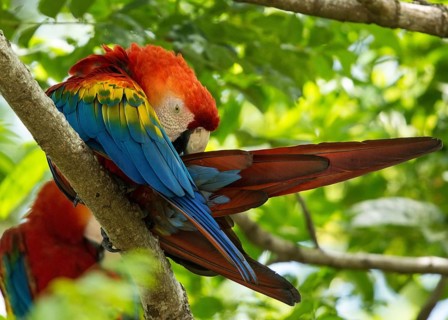 Scarlet Macaw (Ara macao), French Guiana