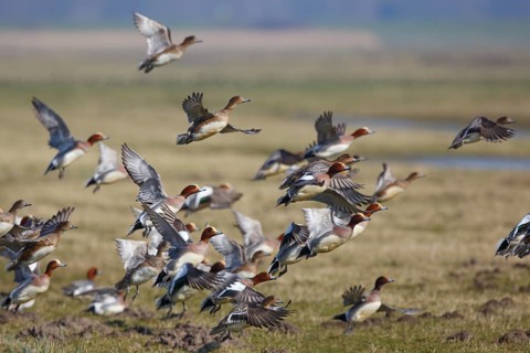 Eurasian Wigeon (Mareca penelope) flying, Netherlands