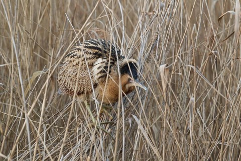 Eurasian Bittern (Botaurus stellaris), Hesse, Germany