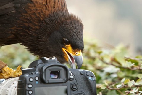 Striated Caracara (Phalcoboenus australis) captive, male, Rhineland-Palatinate, Germany