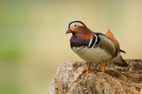 Mandarin Duck (Aix galericulata) male, St. Gallen, Switzerland