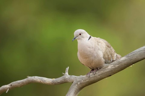 Eurasian Collared Dove (Streptopelia decaocto), Corsica, France