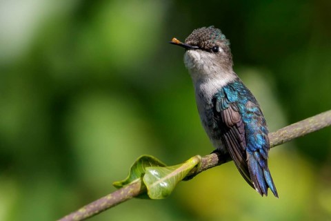 Bee Hummingbird (Mellisuga helenae) perched on a branch in Cuba