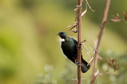 Tui on flax seed head