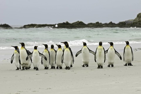 King Penguin (Aptenodytes patagonicus), Falkland Islands