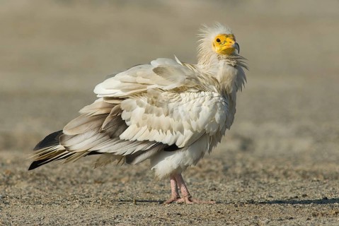 Egyptian Vulture (Neophron percnopterus), Oman