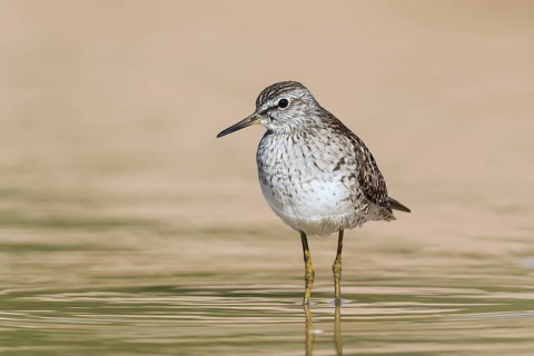 Wood Sandpiper (Tringa glareola) foraging, Eilat, Israel