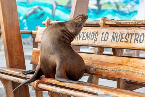 Sea lions (Zalophus wollebaeki), San Cristobal, Galapagos, Ecuador