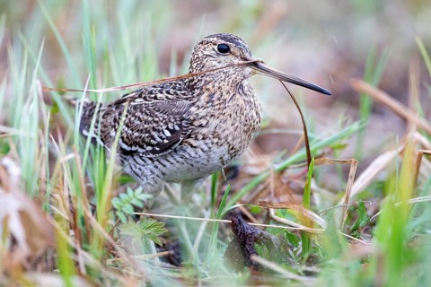 Great Snipe (Gallinago media), Nizhegorodskaya, Russia