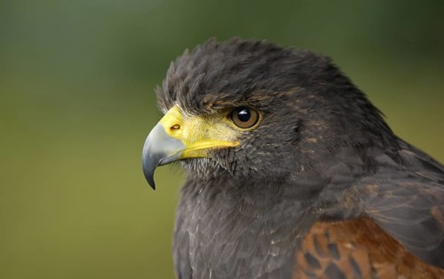 Wüstenbussard (Parabuteo unicinctus) Portrait, captive, Heimat: Südwesten der USA, Mittel- und