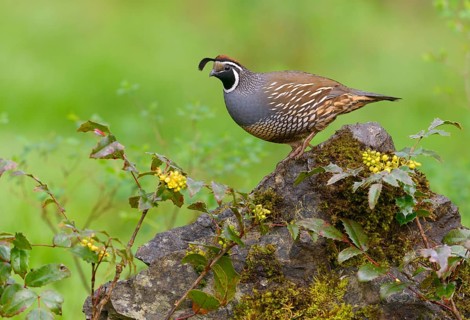 California Quail (Callipepla californica) male, British Columbia, Canada
