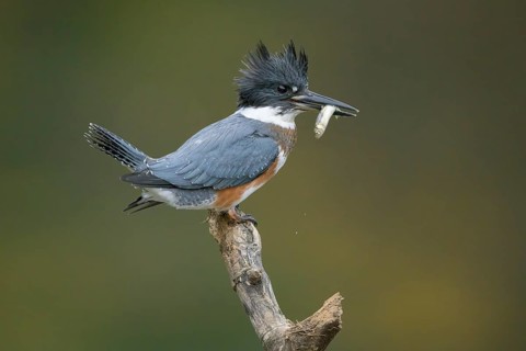 Belted Kingfisher (Megaceryle alcyon) female perched on a branch with a fish prey in its beak,