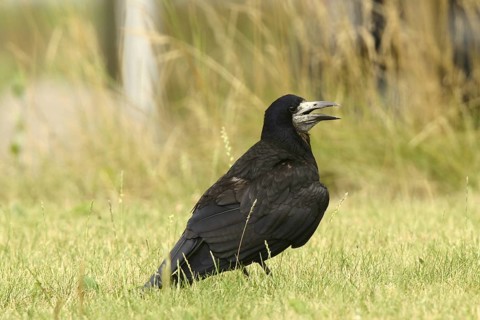 Rook (Corvus frugilegus) juvenile, Lower Saxony, Germany