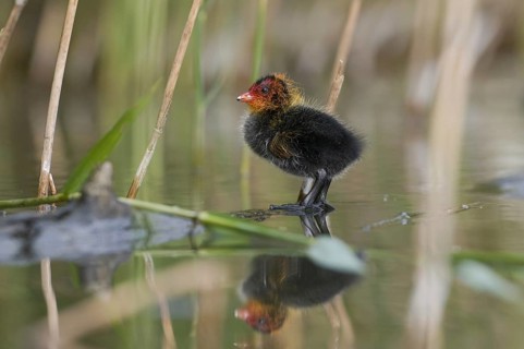 Eurasian Coot (Fulica atra) juvenile, Saxony, Germany