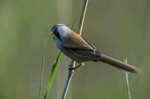 Bearded Reedling (Panurus biarmicus) male, Schleswig-Holstein, Germany