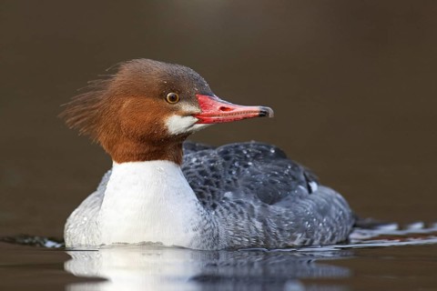 Common Merganser (Mergus merganser americanus) female, British Columbia, Canada