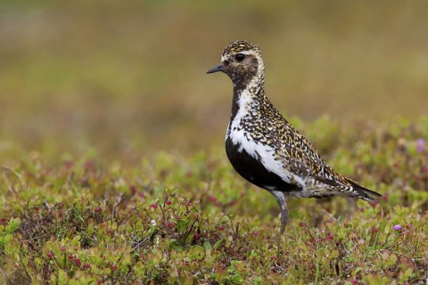 European Golden Plover (Pluvialis apricaria), Sweden