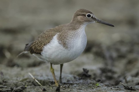 Common Sandpiper (Actitis hypoleucos), Schleswig-Holstein, Germany