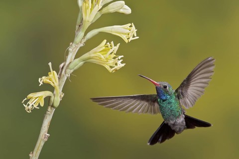 Broad-billed Hummingbird (Cynanthus latirostris) flying while feeding at a flower in southern