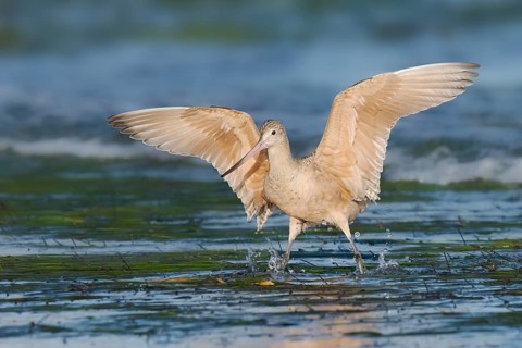 Marbled Godwit (Limosa fedoa), California, USA