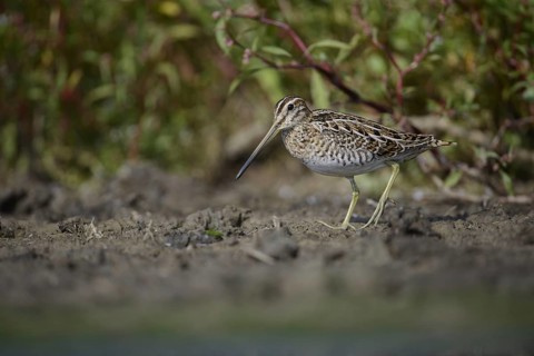 Common Snipe (Gallinago gallinago), Thuringia, Germany
